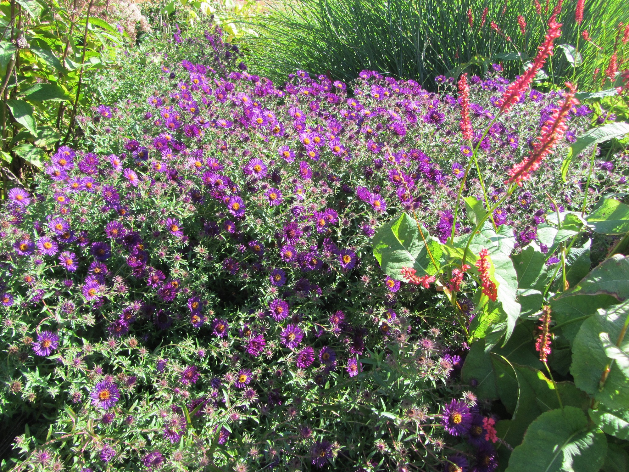 Late summer perennial daisies